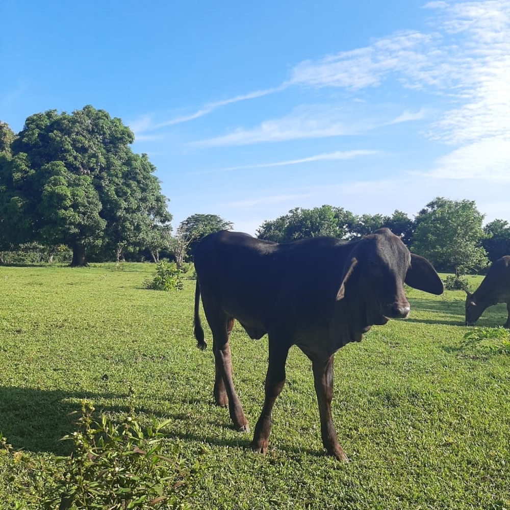 Meet your Posher, Elmer